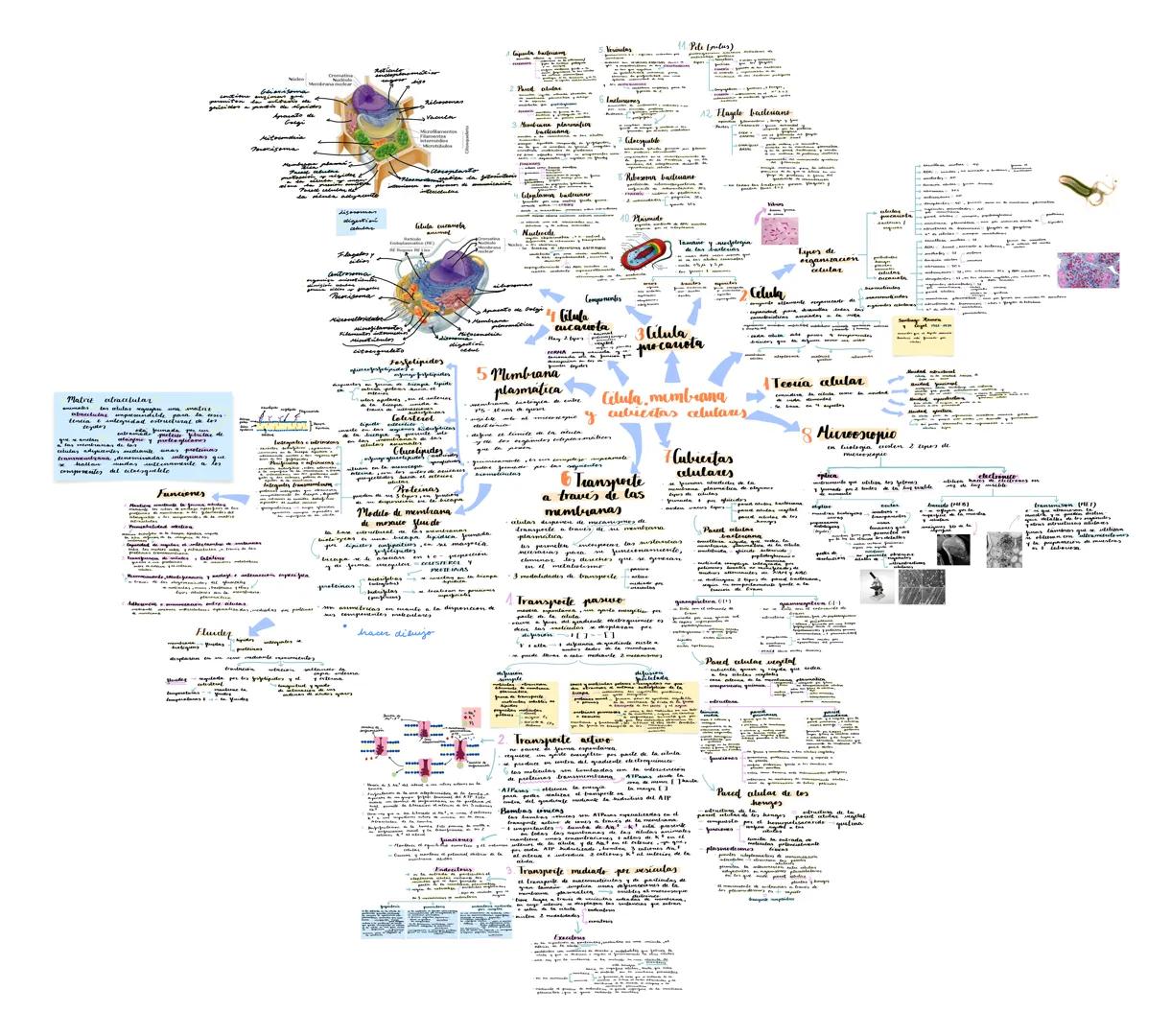 Matriz extracelular
tenencia & integridad estructural de los
tejidos
Funciones
Corrigen
Mitounakia
Pared celular
3. Membrana plasmática
Vesí