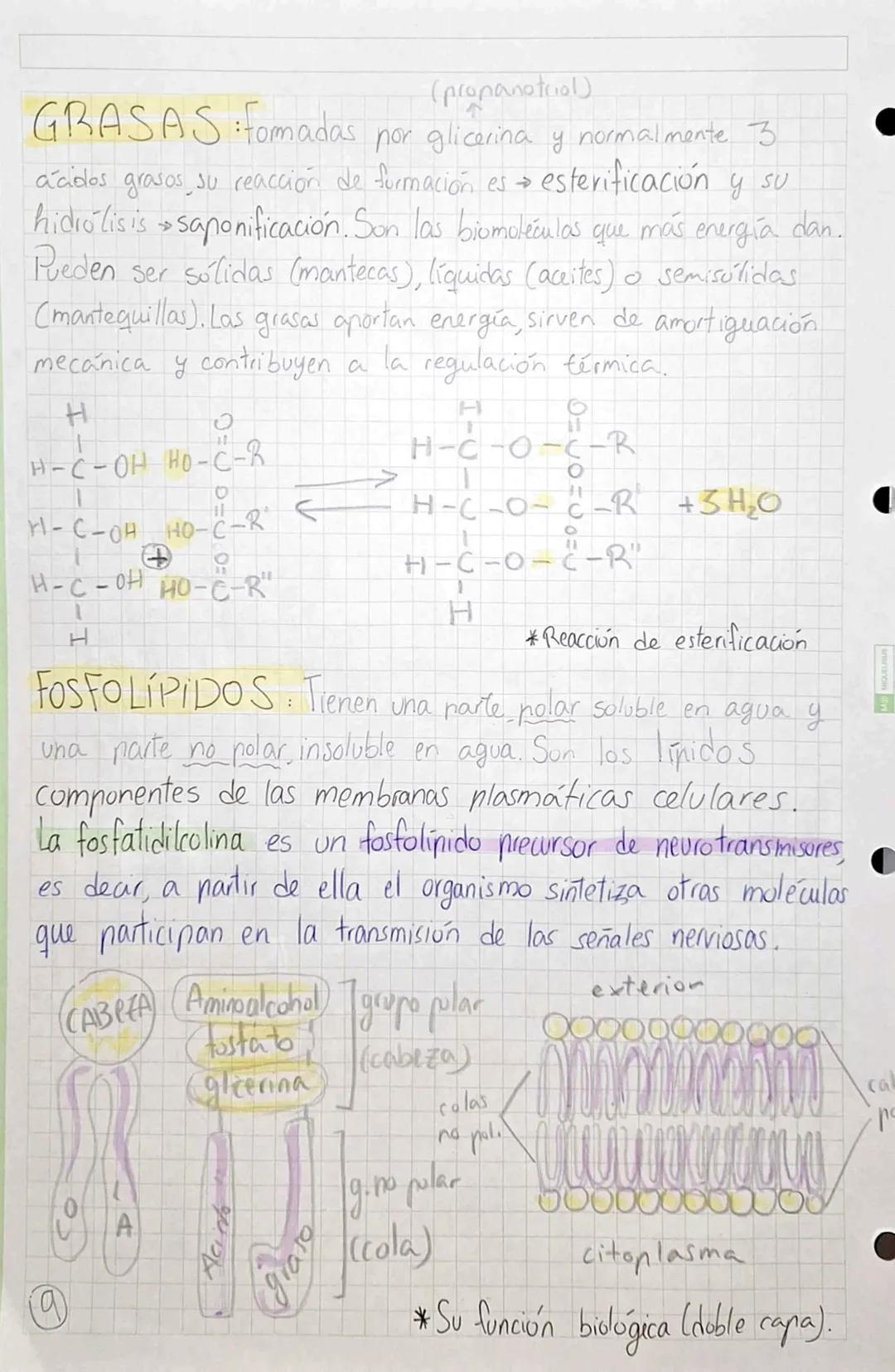 •
•
•
# BIOMOLÉCULAS ORGÁNICAS
•Formadas por Carbono, Hidrógeno, Oxígeno y Mitrógeno.
• Su estructura puede ser simple o compuesta,
dependie
