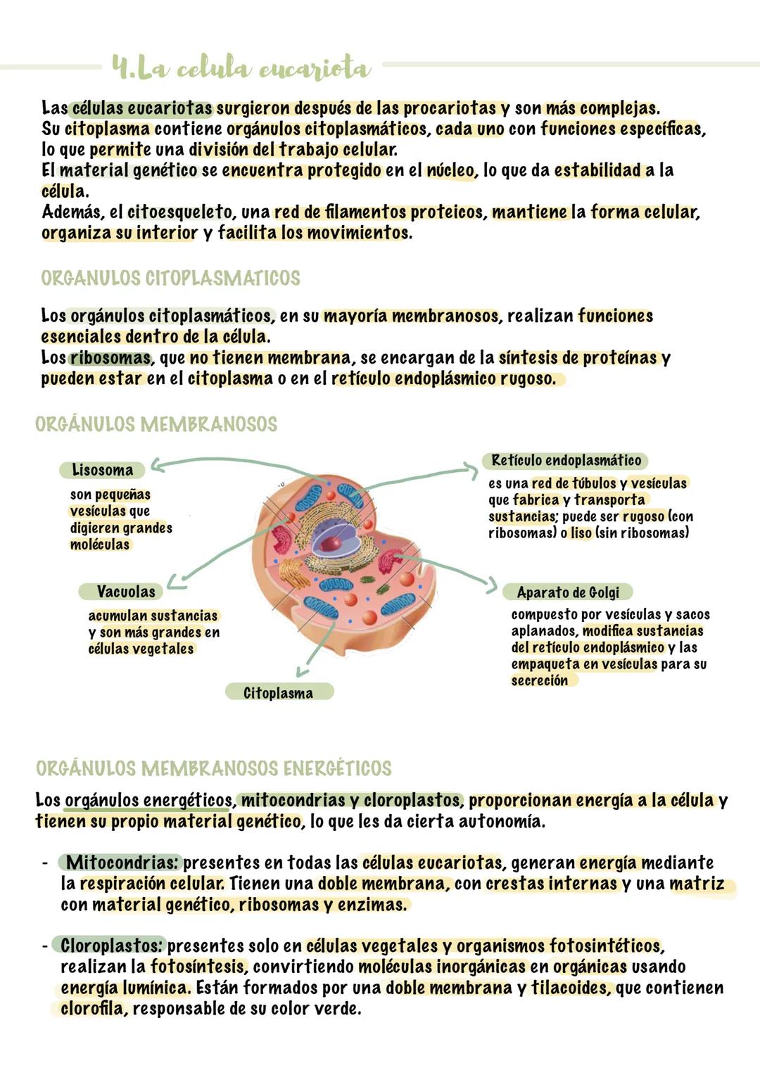 4. La celula
1. Estructura cerolar y funciones
• Todos los seres vivos están formados por una o más células.
•
●
La célula es la unidad más