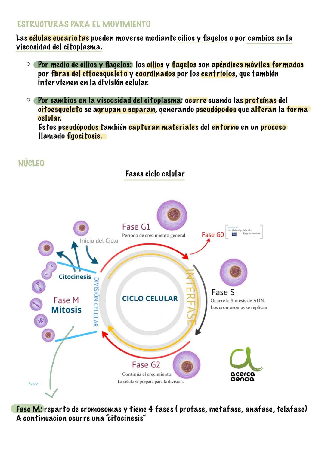 4. La celula
1. Estructura cerolar y funciones
• Todos los seres vivos están formados por una o más células.
•
●
La célula es la unidad más