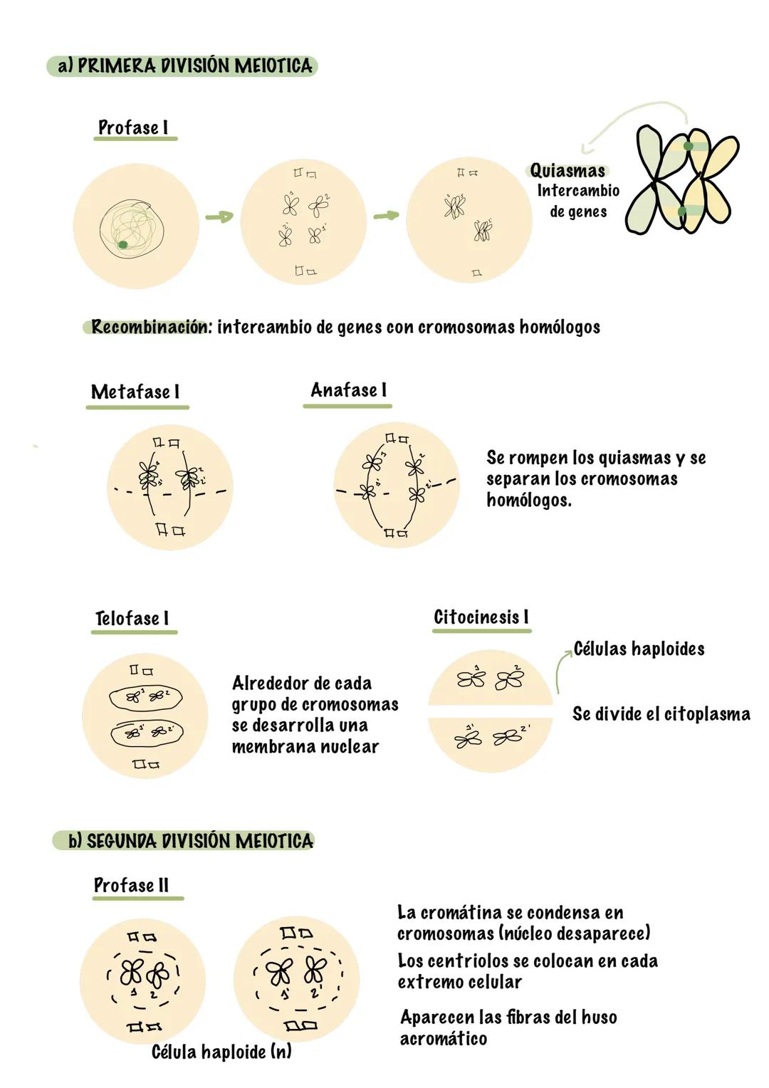 4. La celula
1. Estructura cerolar y funciones
• Todos los seres vivos están formados por una o más células.
•
●
La célula es la unidad más