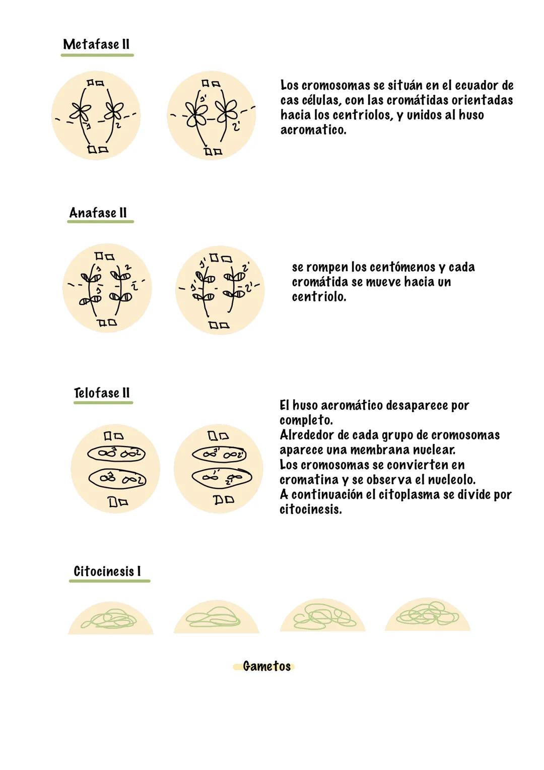 4. La celula
1. Estructura cerolar y funciones
• Todos los seres vivos están formados por una o más células.
•
●
La célula es la unidad más