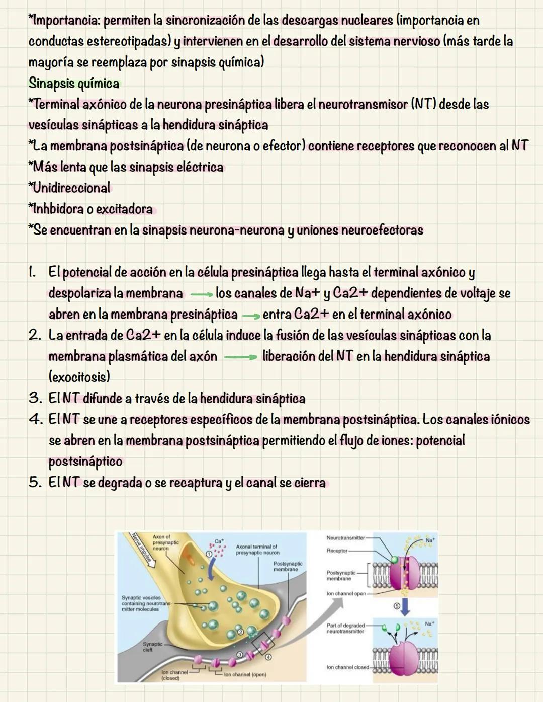 # TEMA 10
COMUNICACIÓN INTRACELULAR
SISTEMA NERVIOSO El sistema nervioso no es una red continua sino que está formado por células individu