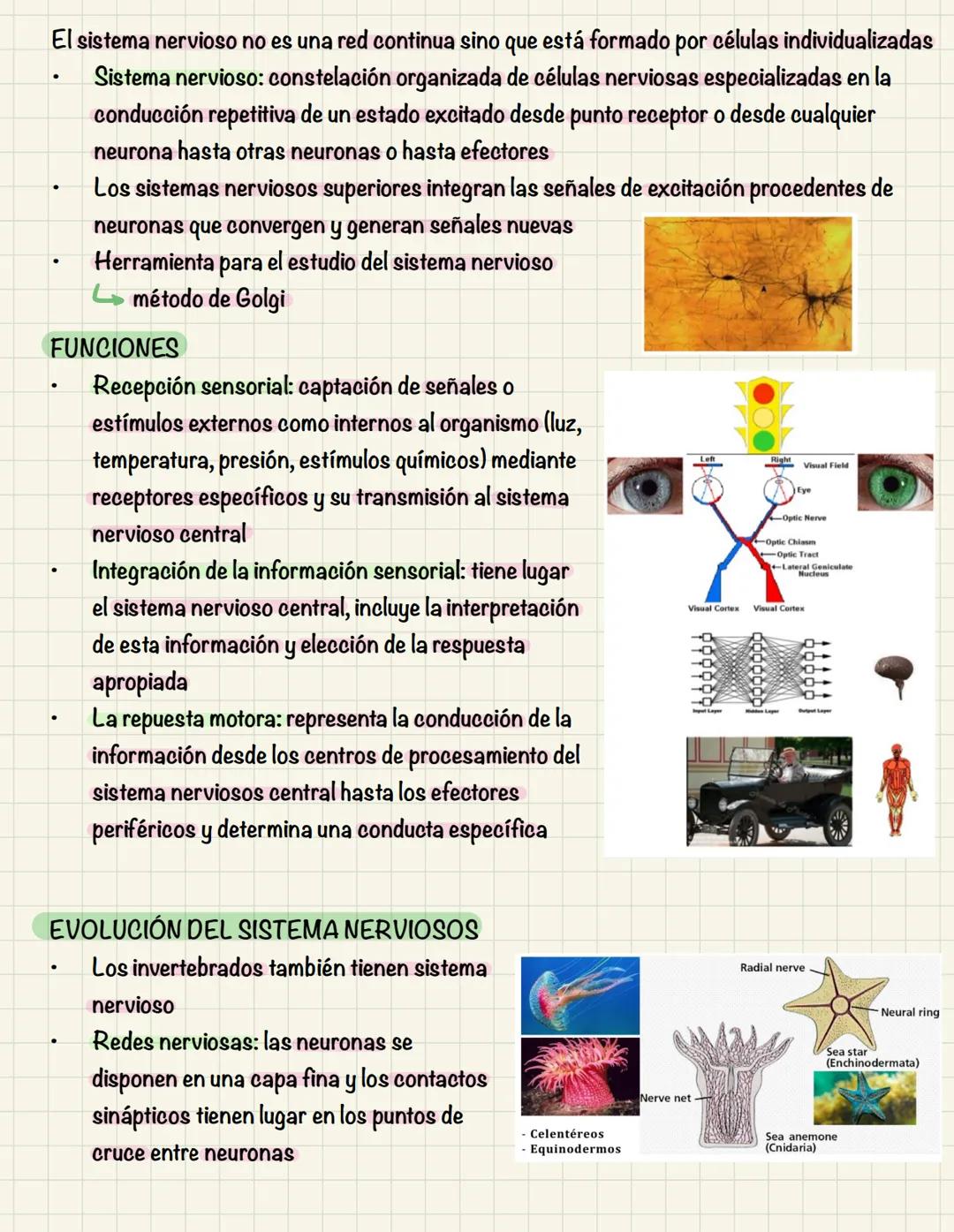 # TEMA 10
COMUNICACIÓN INTRACELULAR
SISTEMA NERVIOSO El sistema nervioso no es una red continua sino que está formado por células individu