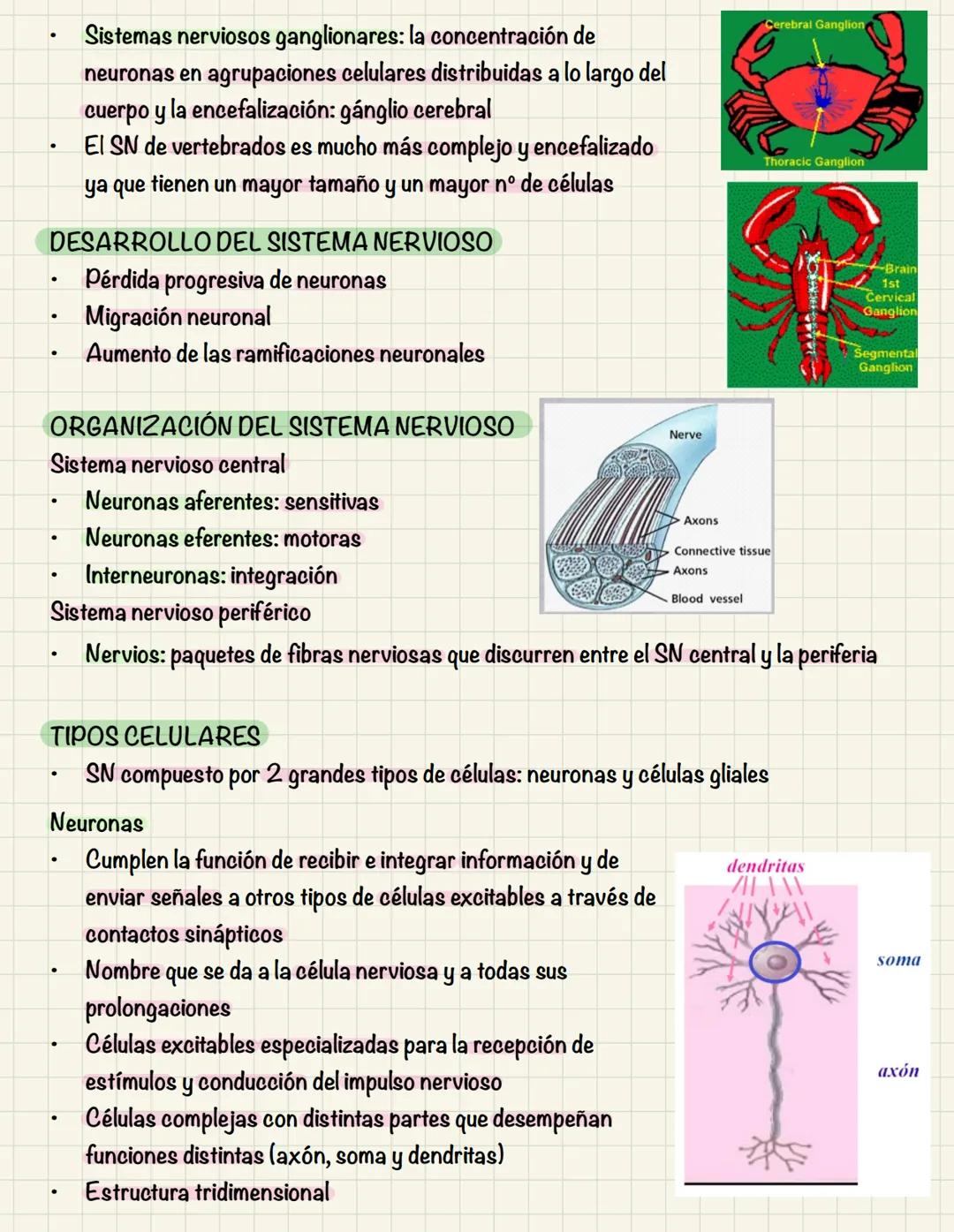 # TEMA 10
COMUNICACIÓN INTRACELULAR
SISTEMA NERVIOSO El sistema nervioso no es una red continua sino que está formado por células individu