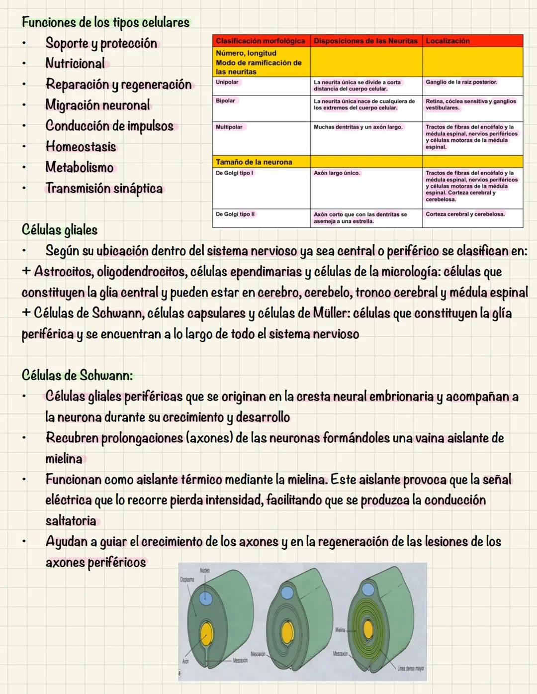 # TEMA 10
COMUNICACIÓN INTRACELULAR
SISTEMA NERVIOSO El sistema nervioso no es una red continua sino que está formado por células individu