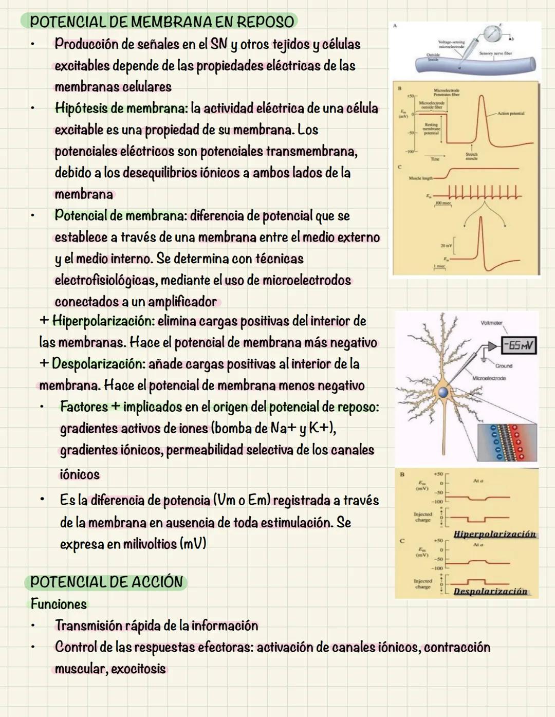 # TEMA 10
COMUNICACIÓN INTRACELULAR
SISTEMA NERVIOSO El sistema nervioso no es una red continua sino que está formado por células individu