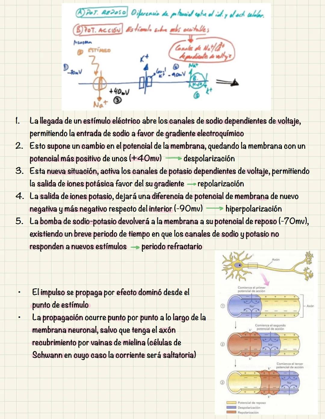 # TEMA 10
COMUNICACIÓN INTRACELULAR
SISTEMA NERVIOSO El sistema nervioso no es una red continua sino que está formado por células individu