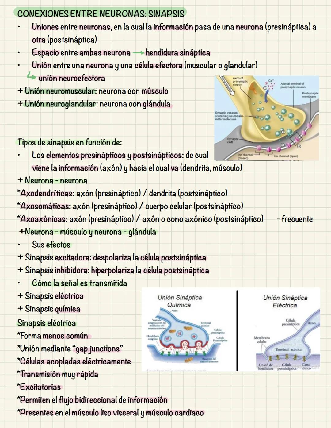 # TEMA 10
COMUNICACIÓN INTRACELULAR
SISTEMA NERVIOSO El sistema nervioso no es una red continua sino que está formado por células individu