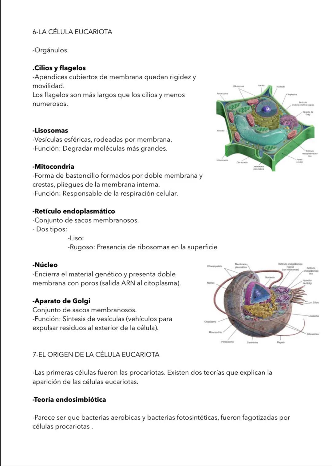LA CELULA
1- TEORIA CELULAR
La célula unidad estructural
-Todos los seres vivos estamos formados por células.
-Los organimismos unicelular