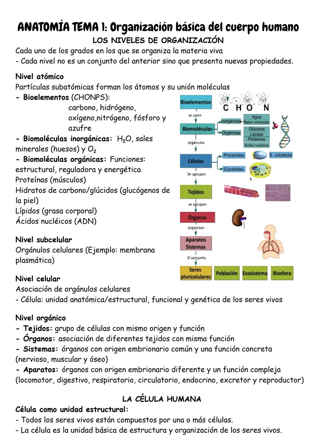 ANATOMÍA TEMA 1: Organización básica del cuerpo humano
LOS NIVELES DE ORGANIZACIÓN
Cada uno de los grados en los que se organiza la materia