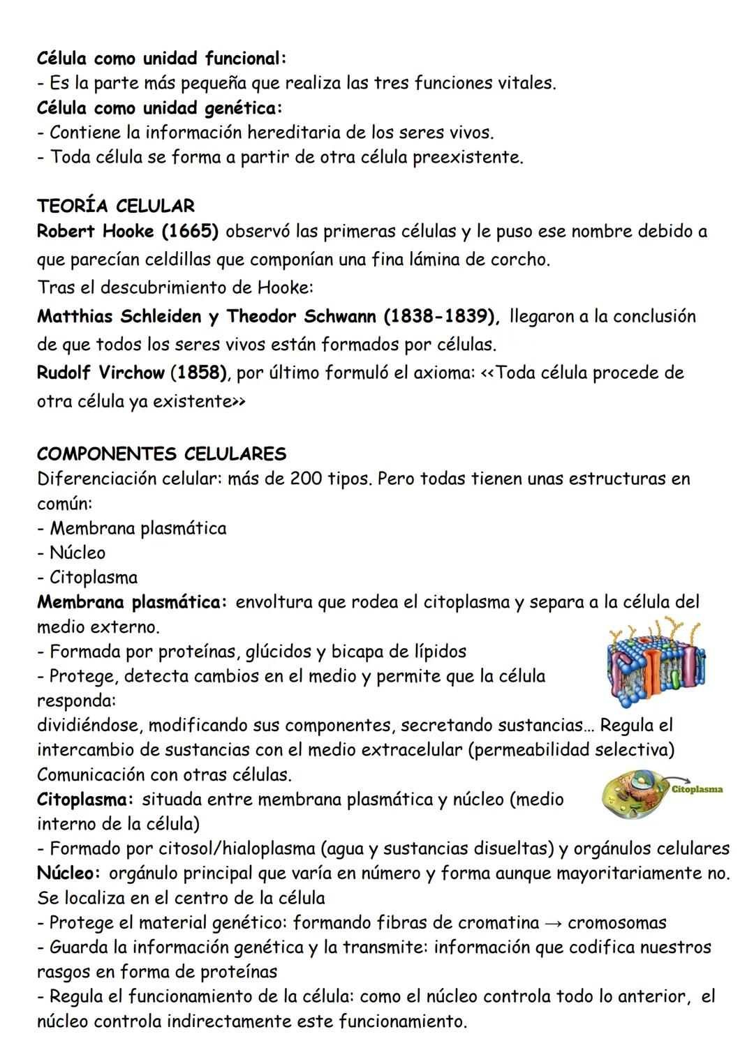 ANATOMÍA TEMA 1: Organización básica del cuerpo humano
LOS NIVELES DE ORGANIZACIÓN
Cada uno de los grados en los que se organiza la materia
