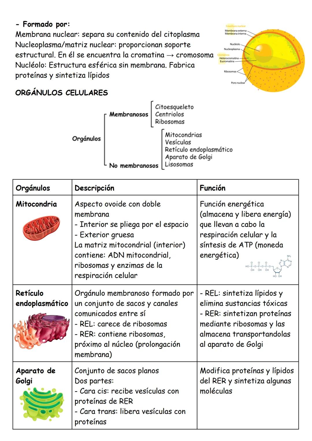 ANATOMÍA TEMA 1: Organización básica del cuerpo humano
LOS NIVELES DE ORGANIZACIÓN
Cada uno de los grados en los que se organiza la materia