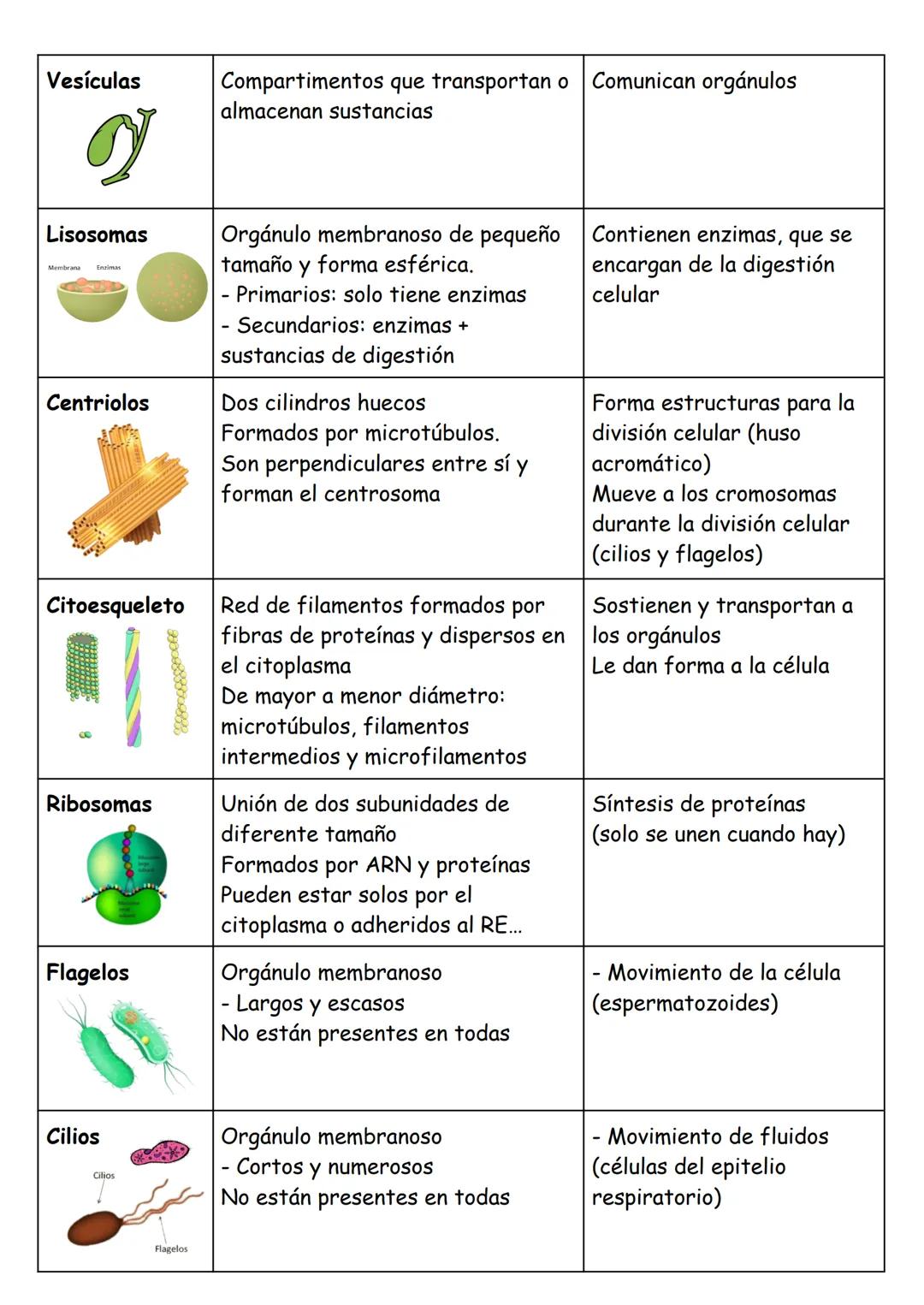 ANATOMÍA TEMA 1: Organización básica del cuerpo humano
LOS NIVELES DE ORGANIZACIÓN
Cada uno de los grados en los que se organiza la materia