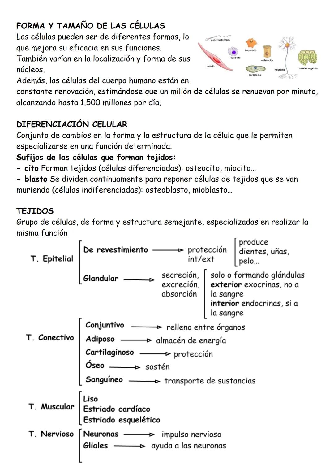 ANATOMÍA TEMA 1: Organización básica del cuerpo humano
LOS NIVELES DE ORGANIZACIÓN
Cada uno de los grados en los que se organiza la materia