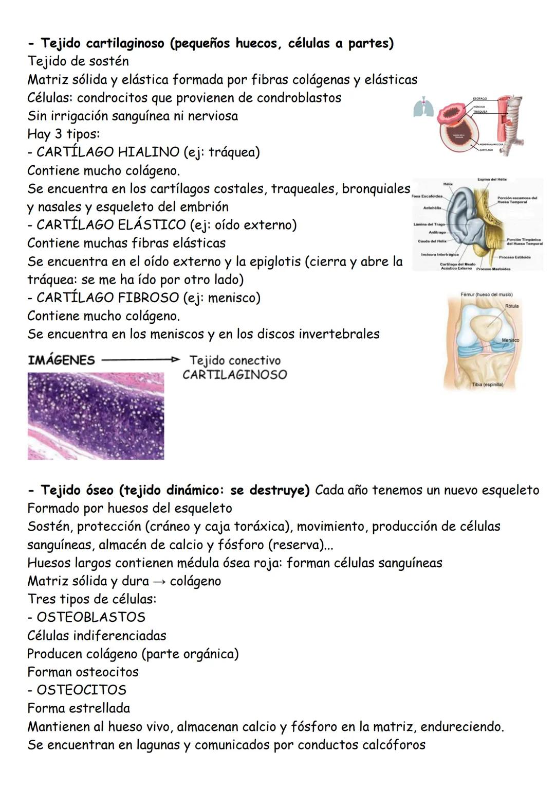 ANATOMÍA TEMA 1: Organización básica del cuerpo humano
LOS NIVELES DE ORGANIZACIÓN
Cada uno de los grados en los que se organiza la materia