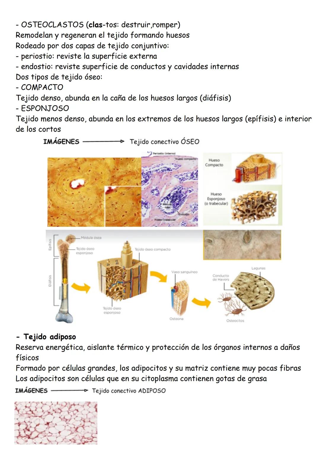ANATOMÍA TEMA 1: Organización básica del cuerpo humano
LOS NIVELES DE ORGANIZACIÓN
Cada uno de los grados en los que se organiza la materia