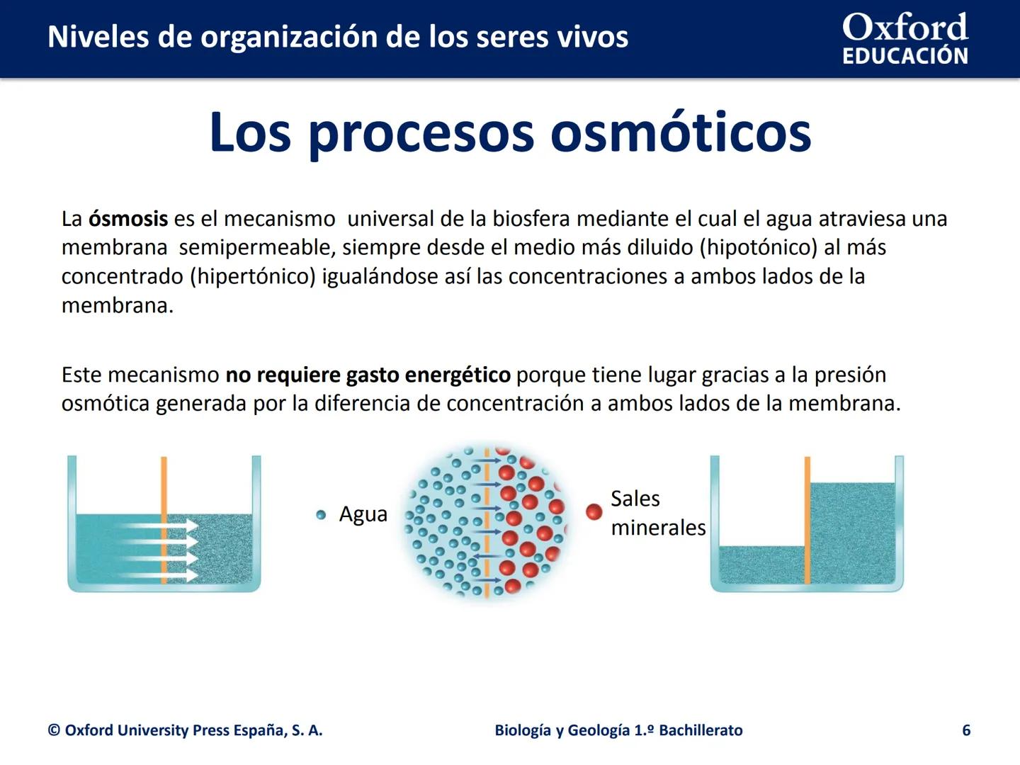 Oxford
EDUCACIÓN
# Niveles de organización
de los seres vivos
Biología y Geología
1.º Bachillerato
DOMI MINA # Niveles de organización de