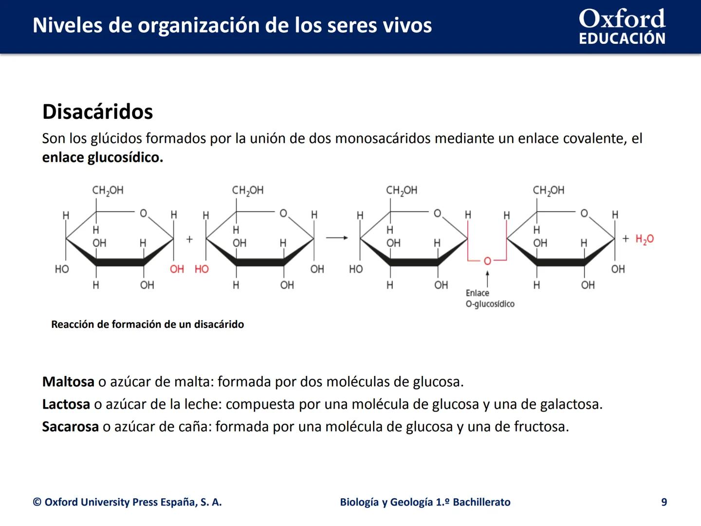 Oxford
EDUCACIÓN
# Niveles de organización
de los seres vivos
Biología y Geología
1.º Bachillerato
DOMI MINA # Niveles de organización de