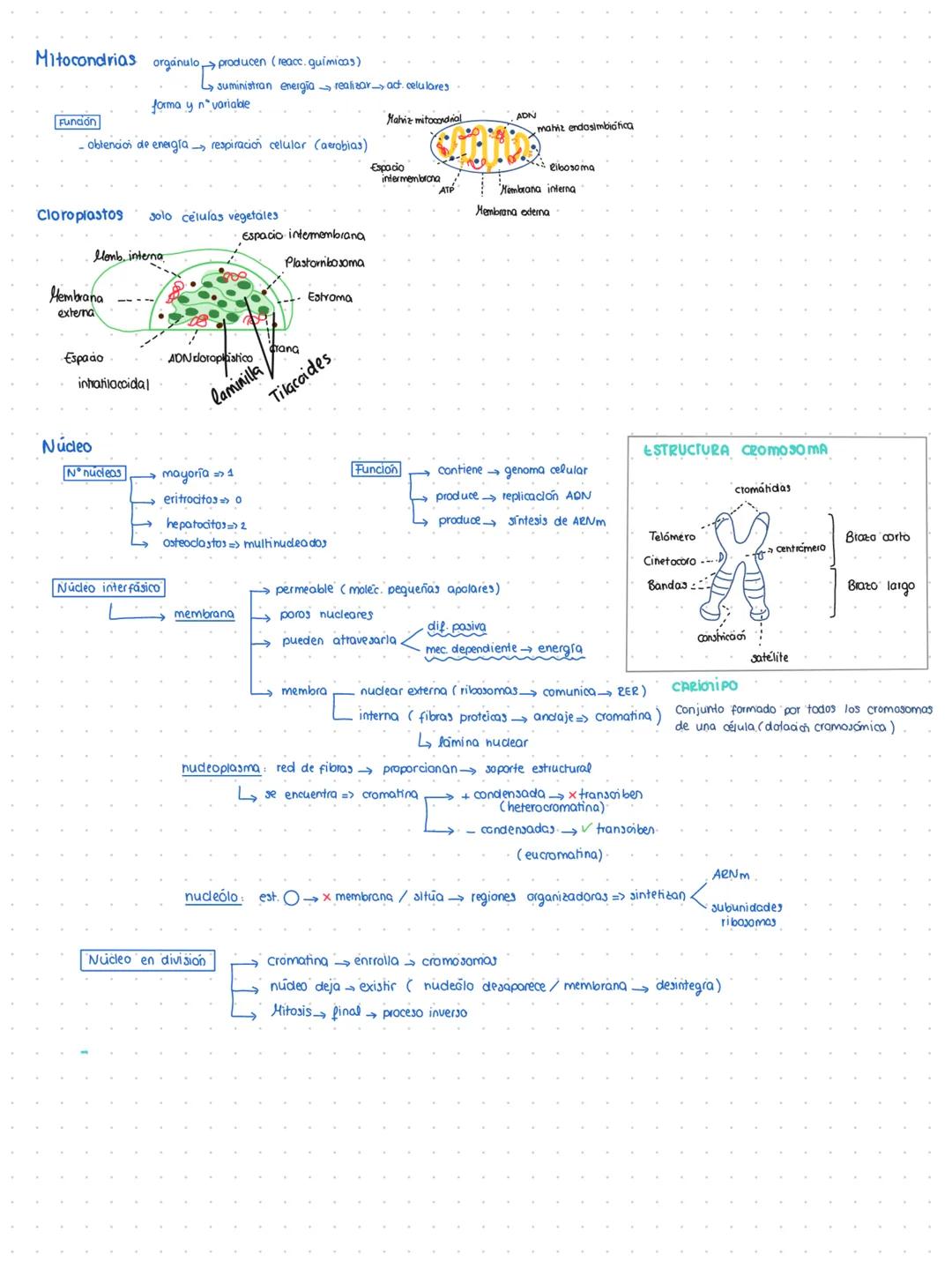 BIOLOGIA MOLECULAR
Teoría celular
estructural
funcional
la celula es la unidad
=> seres vivos
reproductora
genética
Todos
compuestos
células