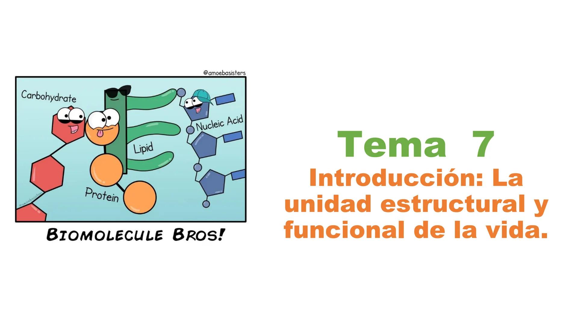 Carbohydrate
@amoebasisters
Nucleic Acid
Lipid
Protein
BIOMOLECULE BROS!
Tema 7
Introducción: La
unidad estructural y
funcional de la vid