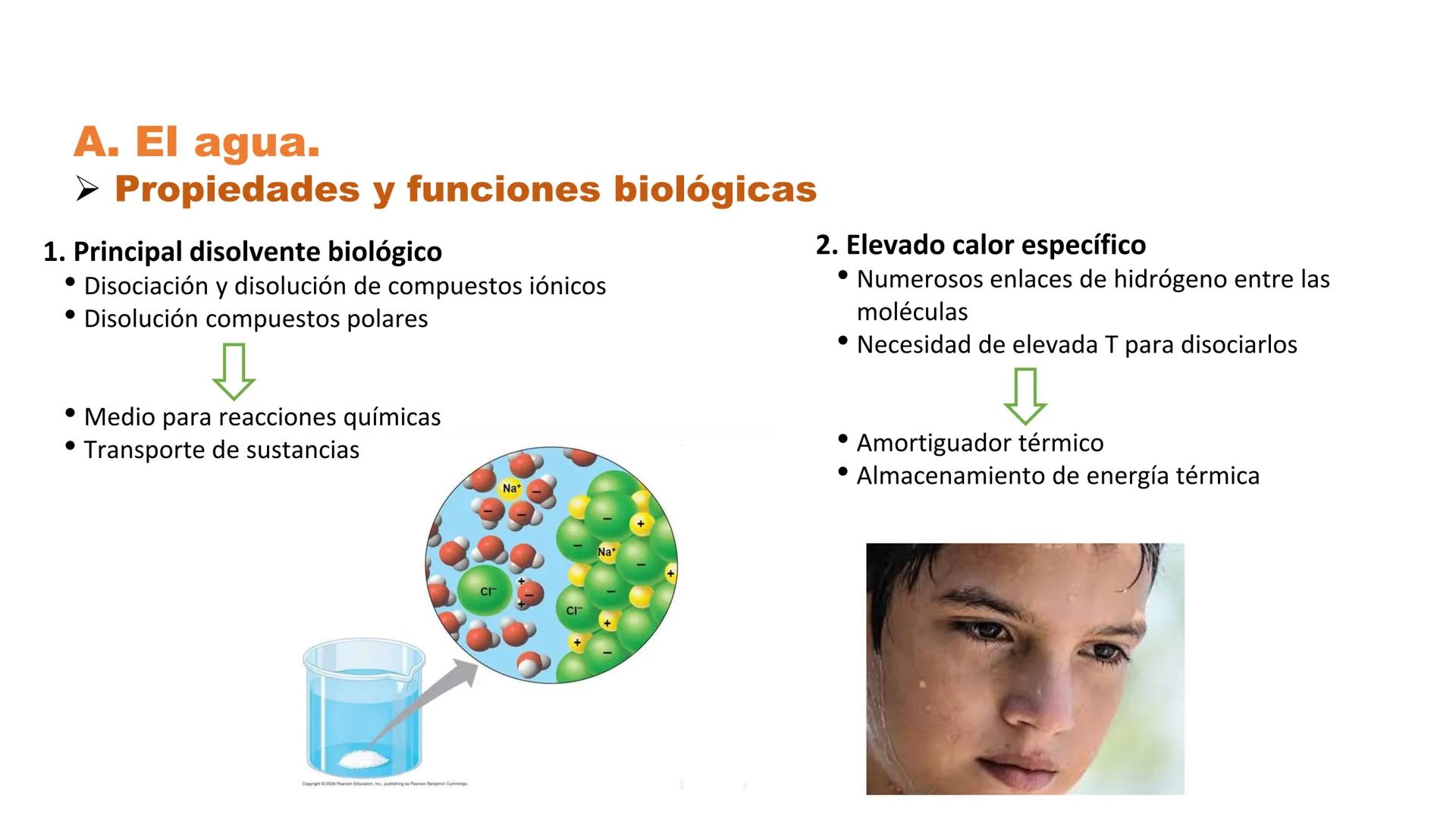 Carbohydrate
@amoebasisters
Nucleic Acid
Lipid
Protein
BIOMOLECULE BROS!
Tema 7
Introducción: La
unidad estructural y
funcional de la vid