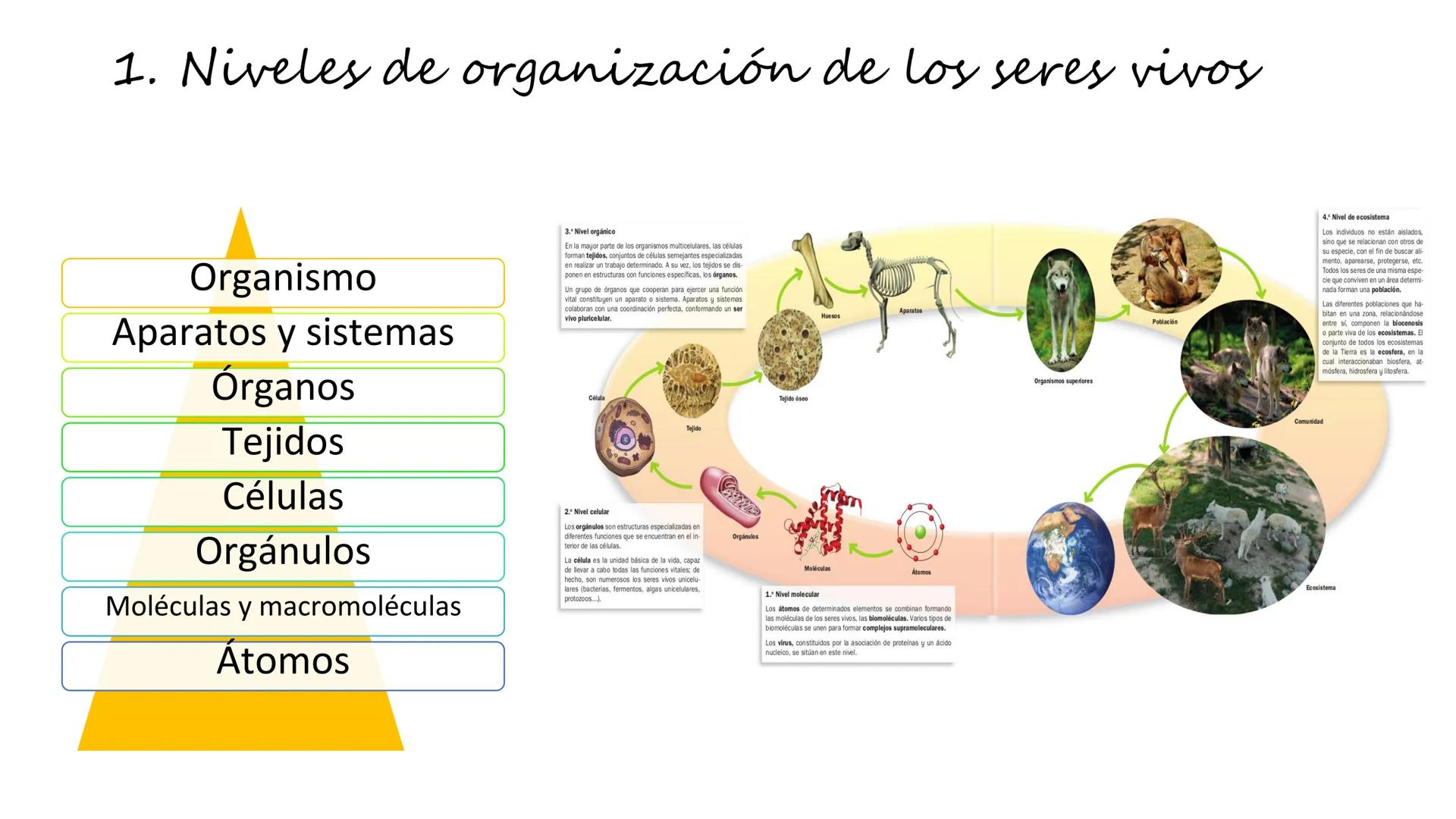 Carbohydrate
@amoebasisters
Nucleic Acid
Lipid
Protein
BIOMOLECULE BROS!
Tema 7
Introducción: La
unidad estructural y
funcional de la vid