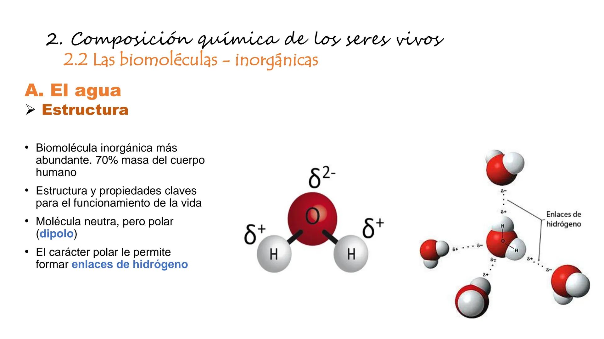 Carbohydrate
@amoebasisters
Nucleic Acid
Lipid
Protein
BIOMOLECULE BROS!
Tema 7
Introducción: La
unidad estructural y
funcional de la vid