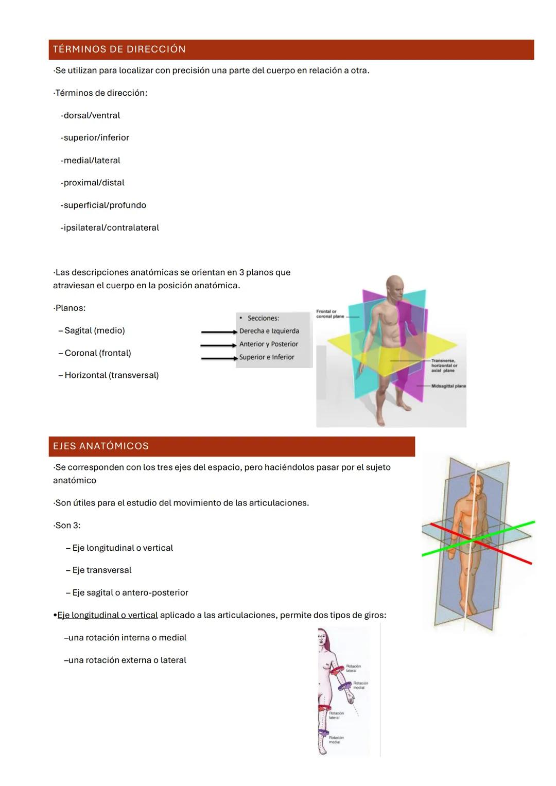 UNIDAD 1: TERMINOLOGÍA ANATÓMICA BÁSICA
INTRODUCCIÓN.
-Todas las descripciones anatómicas se expresan en relación con la posición anatómica