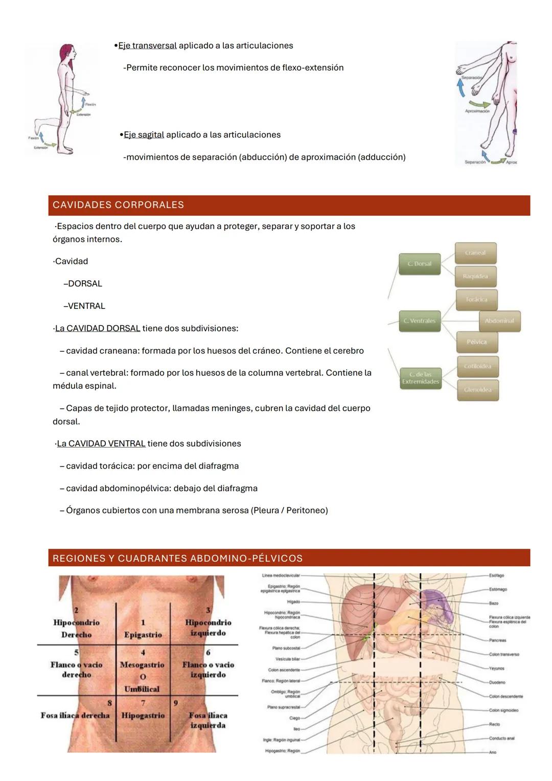 UNIDAD 1: TERMINOLOGÍA ANATÓMICA BÁSICA
INTRODUCCIÓN.
-Todas las descripciones anatómicas se expresan en relación con la posición anatómica