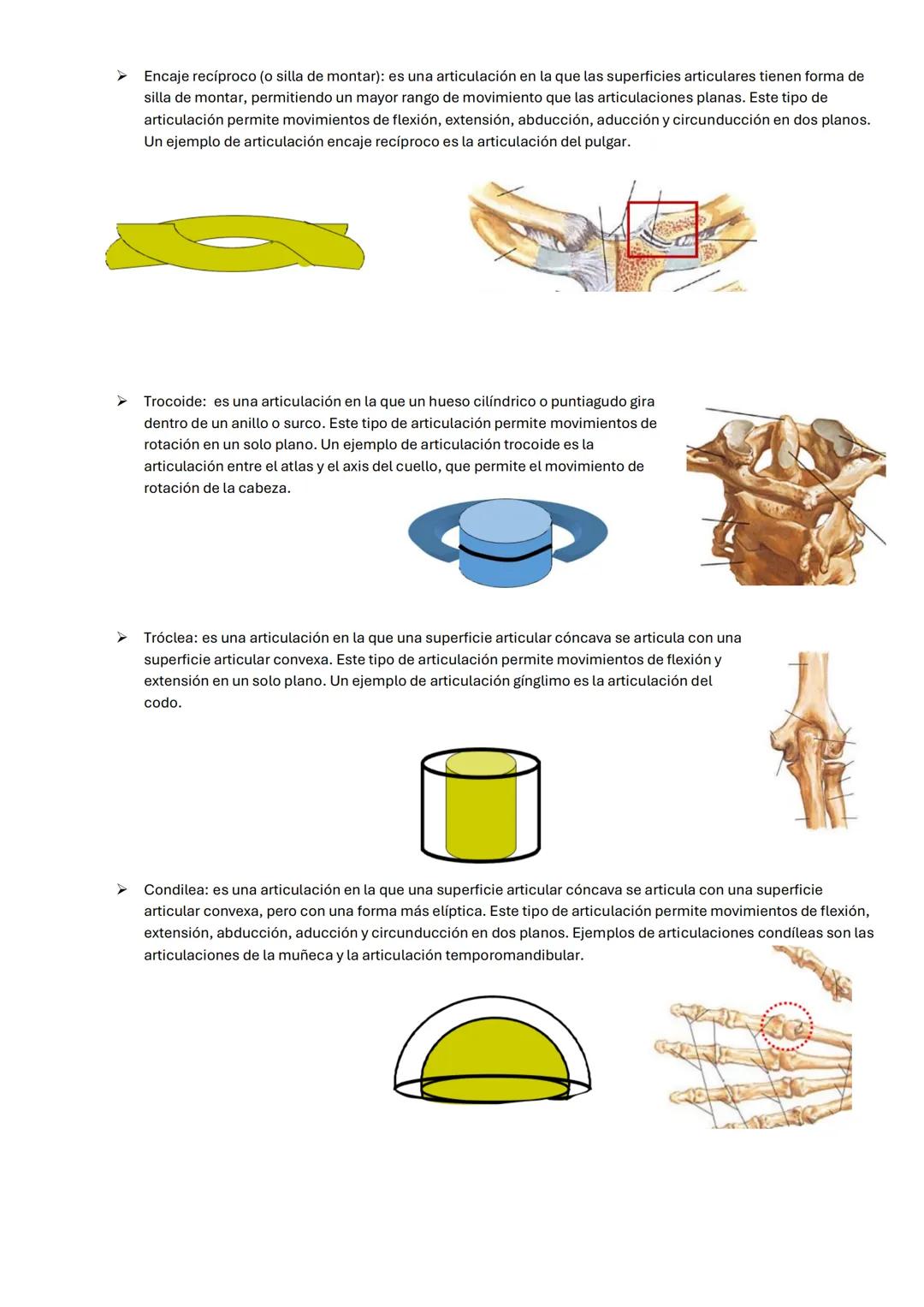 UNIDAD 1: TERMINOLOGÍA ANATÓMICA BÁSICA
INTRODUCCIÓN.
-Todas las descripciones anatómicas se expresan en relación con la posición anatómica