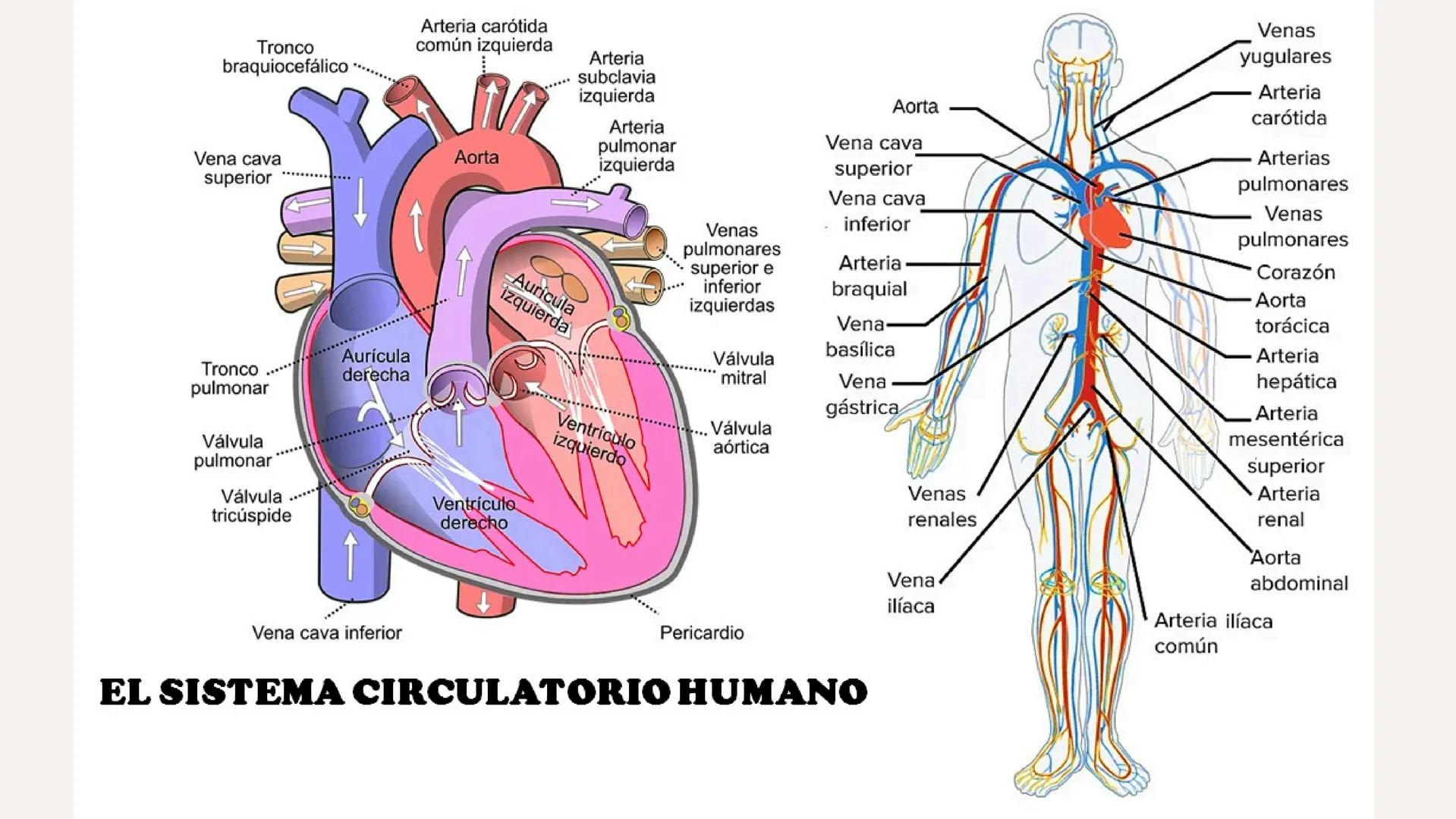 # XTART
FORMACIÓN PROFESIONAL
# UNIDAD 7
# FISIOPATOLOGÍA DEL APARATO
# CARDIOCIRCULATORIO Aparato cardiocirculatorio
Está formado por:
