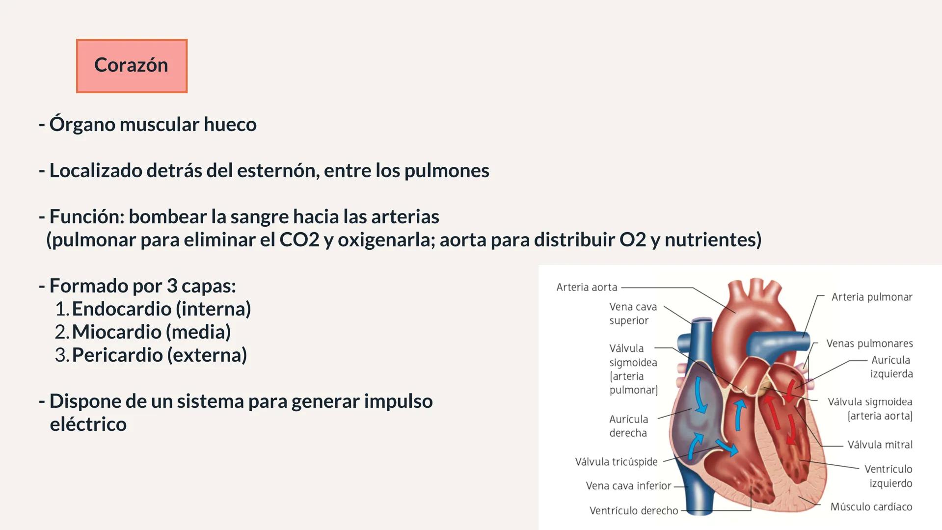 # XTART
FORMACIÓN PROFESIONAL
# UNIDAD 7
# FISIOPATOLOGÍA DEL APARATO
# CARDIOCIRCULATORIO Aparato cardiocirculatorio
Está formado por:
