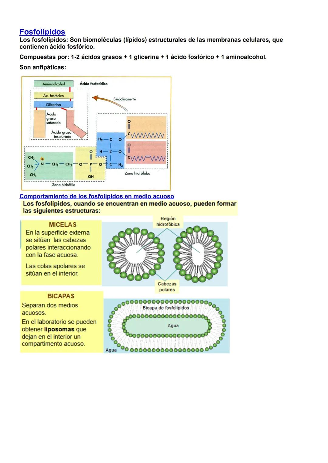# BIOLOGÍA T1 BIOMOLÉCULAS
1- La vida y sus niveles de organización.
1.1-Características de los seres vivos.
Uniformidad y complejidad: