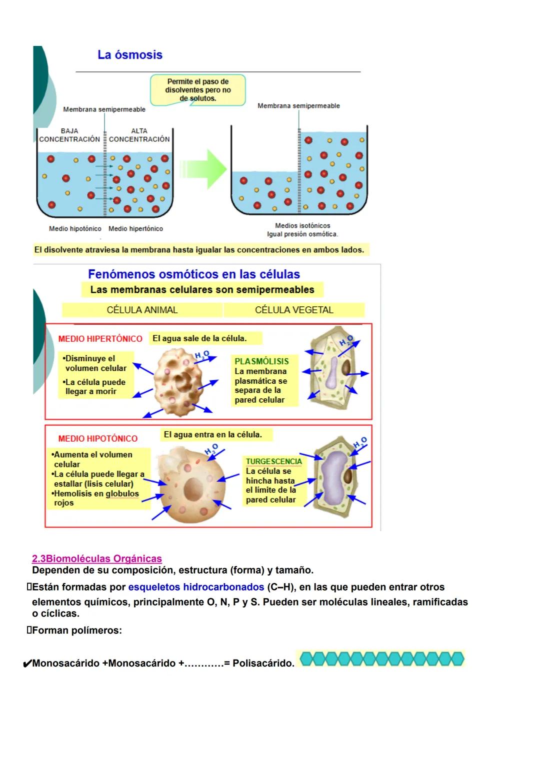# BIOLOGÍA T1 BIOMOLÉCULAS
1- La vida y sus niveles de organización.
1.1-Características de los seres vivos.
Uniformidad y complejidad: