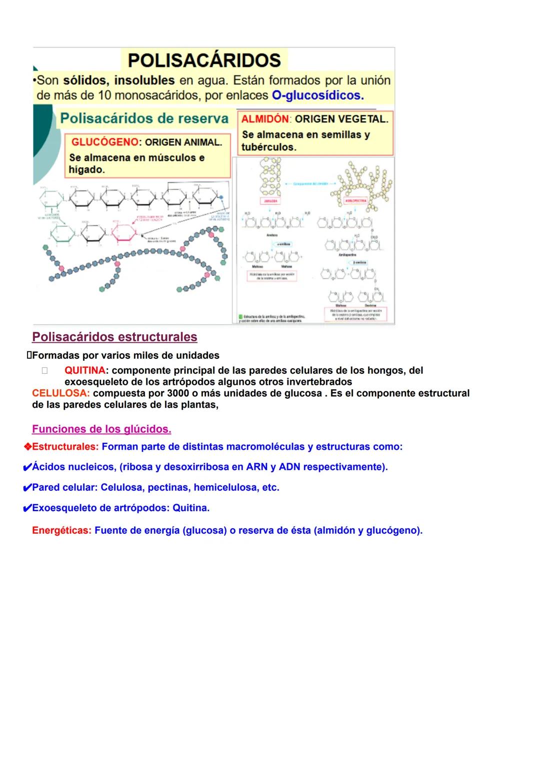 # BIOLOGÍA T1 BIOMOLÉCULAS
1- La vida y sus niveles de organización.
1.1-Características de los seres vivos.
Uniformidad y complejidad: