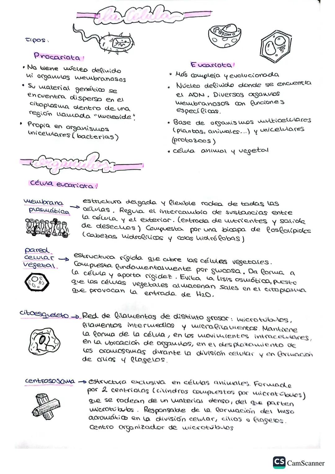 --- OCR Start ---
τίρος.
Procariata
• No tiene uúcleo definido
ui organulos membranosOs
Su material genético se
encuentra disperso en el
cit