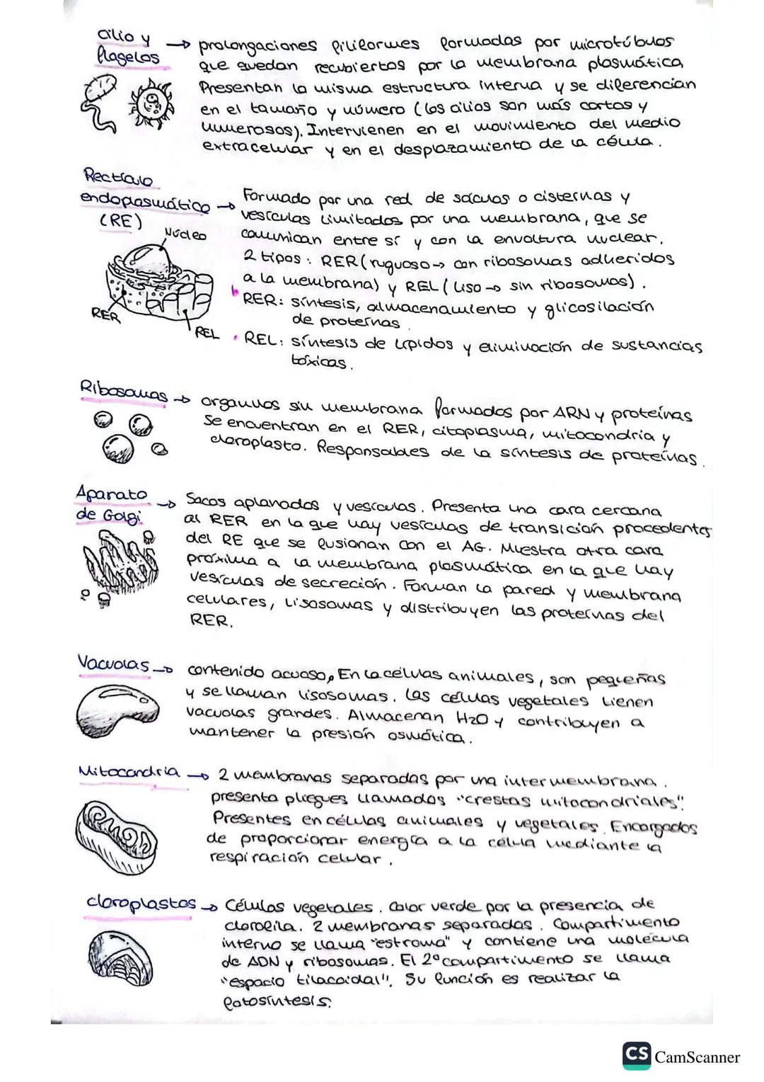 --- OCR Start ---
τίρος.
Procariata
• No tiene uúcleo definido
ui organulos membranosOs
Su material genético se
encuentra disperso en el
cit