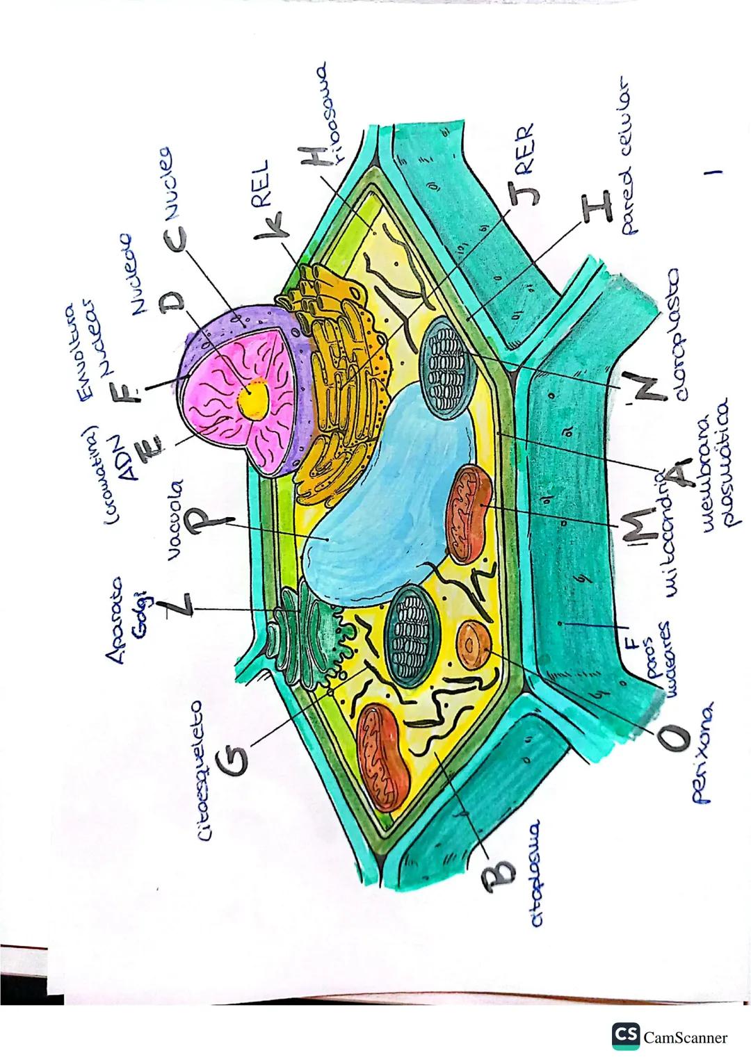 CS CamScanner
Citoesqueleto
G
Aparato
Golgi
L
(cromatina)
Vacuola
P
ADN
Envoltura
Nuclear
Nucledo
D
B
atoplastia
Nuclea
KREL
H
ribosowa
101