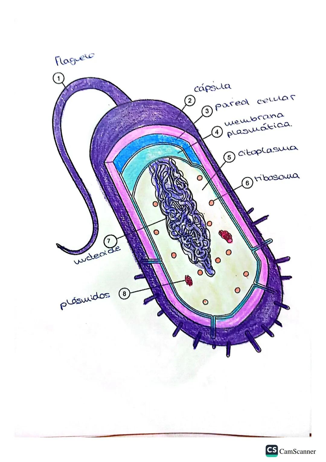 CS CamScanner
Citoesqueleto
G
Aparato
Golgi
L
(cromatina)
Vacuola
P
ADN
Envoltura
Nuclear
Nucledo
D
B
atoplastia
Nuclea
KREL
H
ribosowa
101