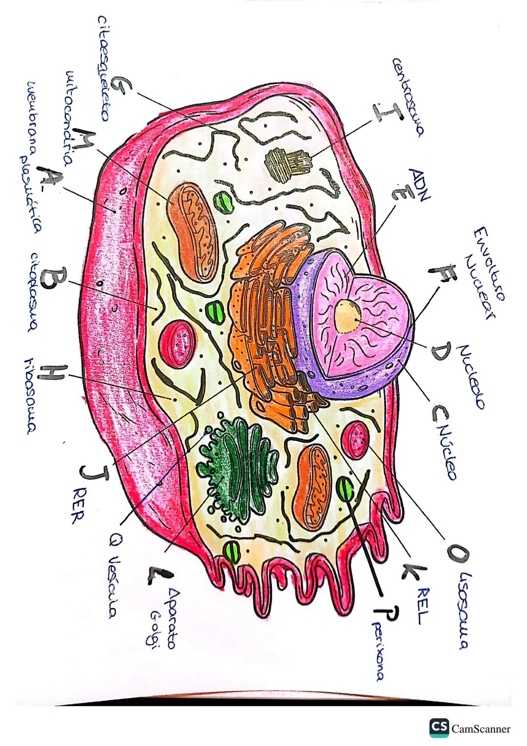CS CamScanner
Citoesqueleto
G
Aparato
Golgi
L
(cromatina)
Vacuola
P
ADN
Envoltura
Nuclear
Nucledo
D
B
atoplastia
Nuclea
KREL
H
ribosowa
101