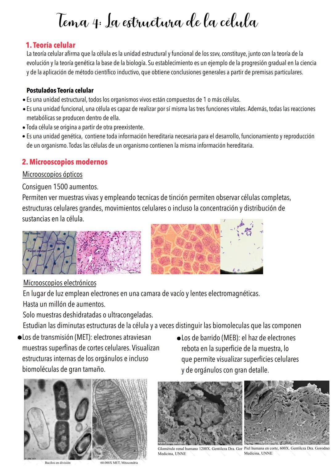 # Tema 4: La estructura de la célula
1. Teoría celular
La teoría celular afirma que la célula es la unidad estructural y funcional de los s