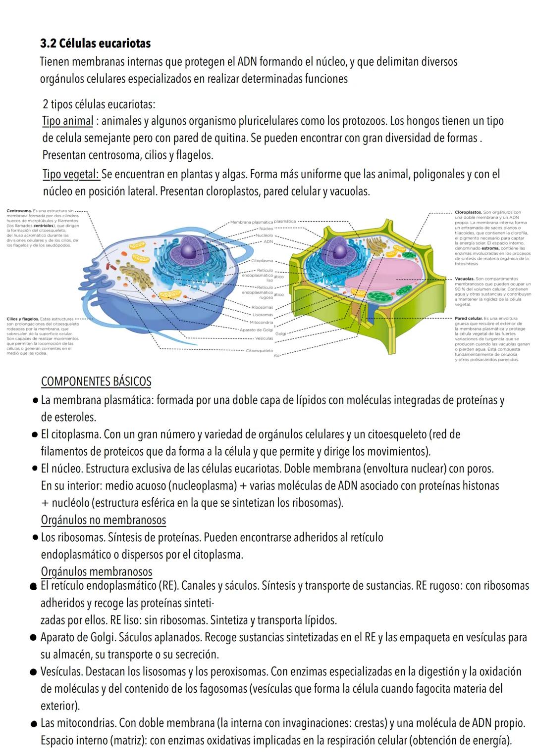 # Tema 4: La estructura de la célula
1. Teoría celular
La teoría celular afirma que la célula es la unidad estructural y funcional de los s
