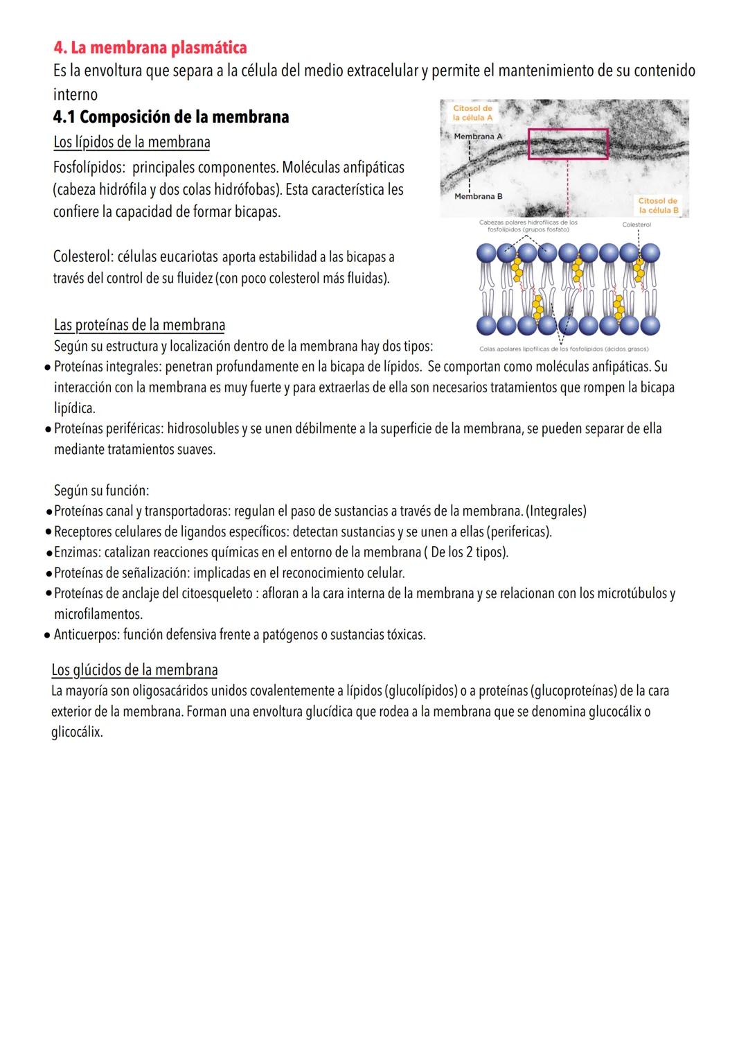 # Tema 4: La estructura de la célula
1. Teoría celular
La teoría celular afirma que la célula es la unidad estructural y funcional de los s