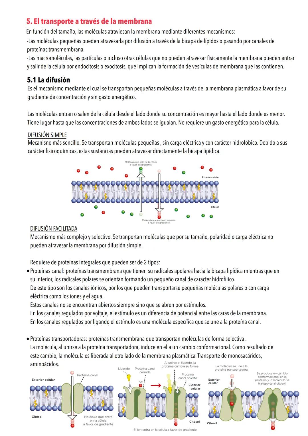 # Tema 4: La estructura de la célula
1. Teoría celular
La teoría celular afirma que la célula es la unidad estructural y funcional de los s