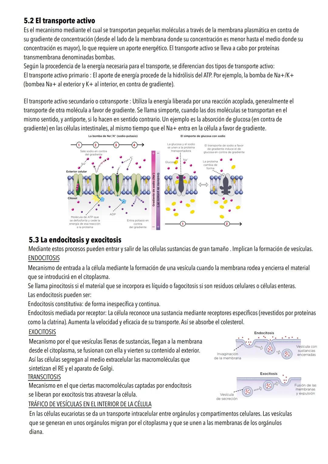 # Tema 4: La estructura de la célula
1. Teoría celular
La teoría celular afirma que la célula es la unidad estructural y funcional de los s