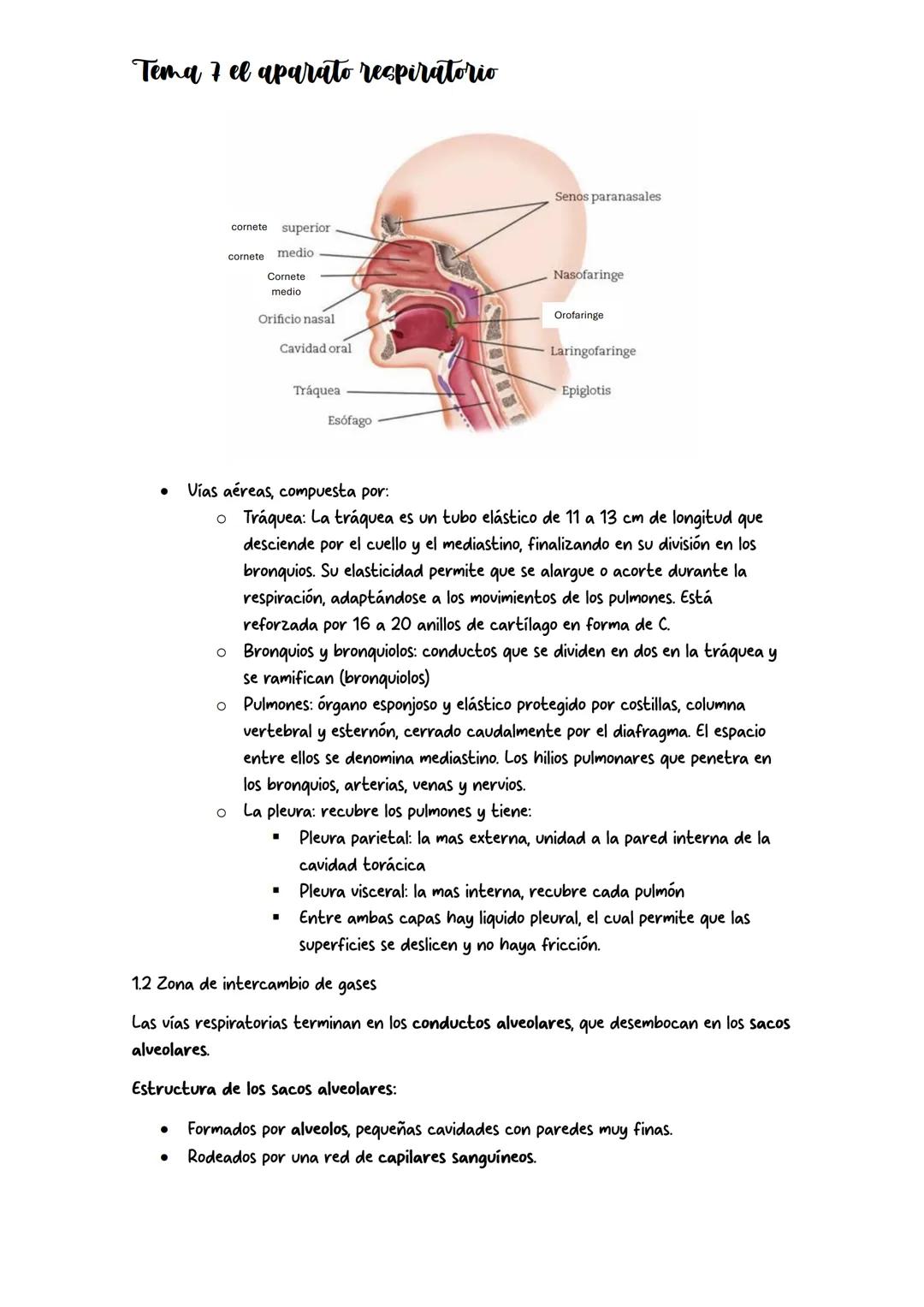 # Tema 7 el aparato respiratorio
## 1. Anatomia del aparato respiratorio
Tiene dos zonas diferenciadas:
- Las vías aéreas, por donde circ