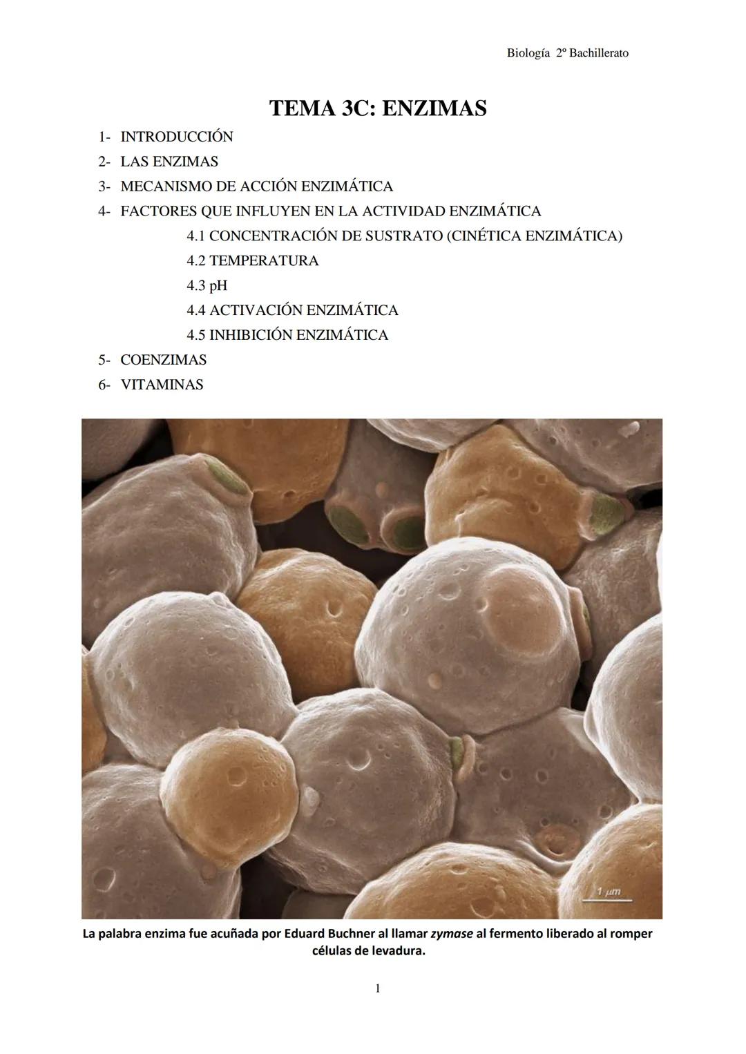 Biología 2º Bachillerato
# TEMA 3C: ENZIMAS
1- INTRODUCCIÓN
2- LAS ENZIMAS
3- MECANISMO DE ACCIÓN ENZIMÁTICA
4- FACTORES QUE INFLUYEN E