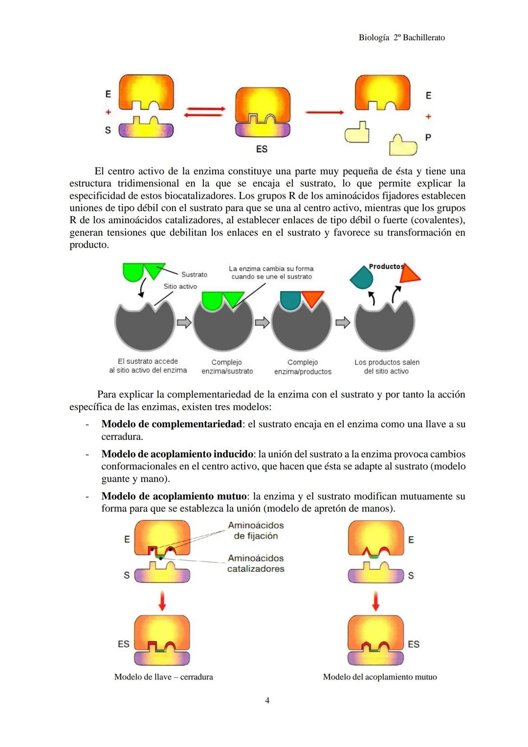 Biología 2º Bachillerato
# TEMA 3C: ENZIMAS
1- INTRODUCCIÓN
2- LAS ENZIMAS
3- MECANISMO DE ACCIÓN ENZIMÁTICA
4- FACTORES QUE INFLUYEN E