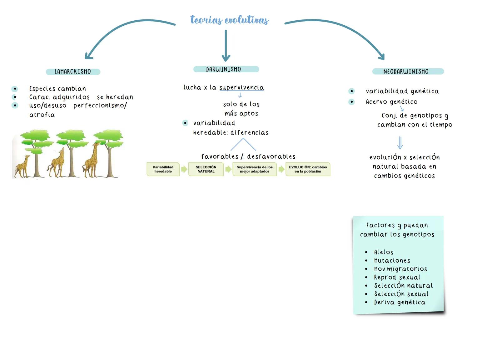 teorias evolutivas
LAMARCKISMO
* Especies cambian
* Carac. adquiridos se heredan
* uso/desuso perfeccionismo/
atrofia
DARWINISMO
luc